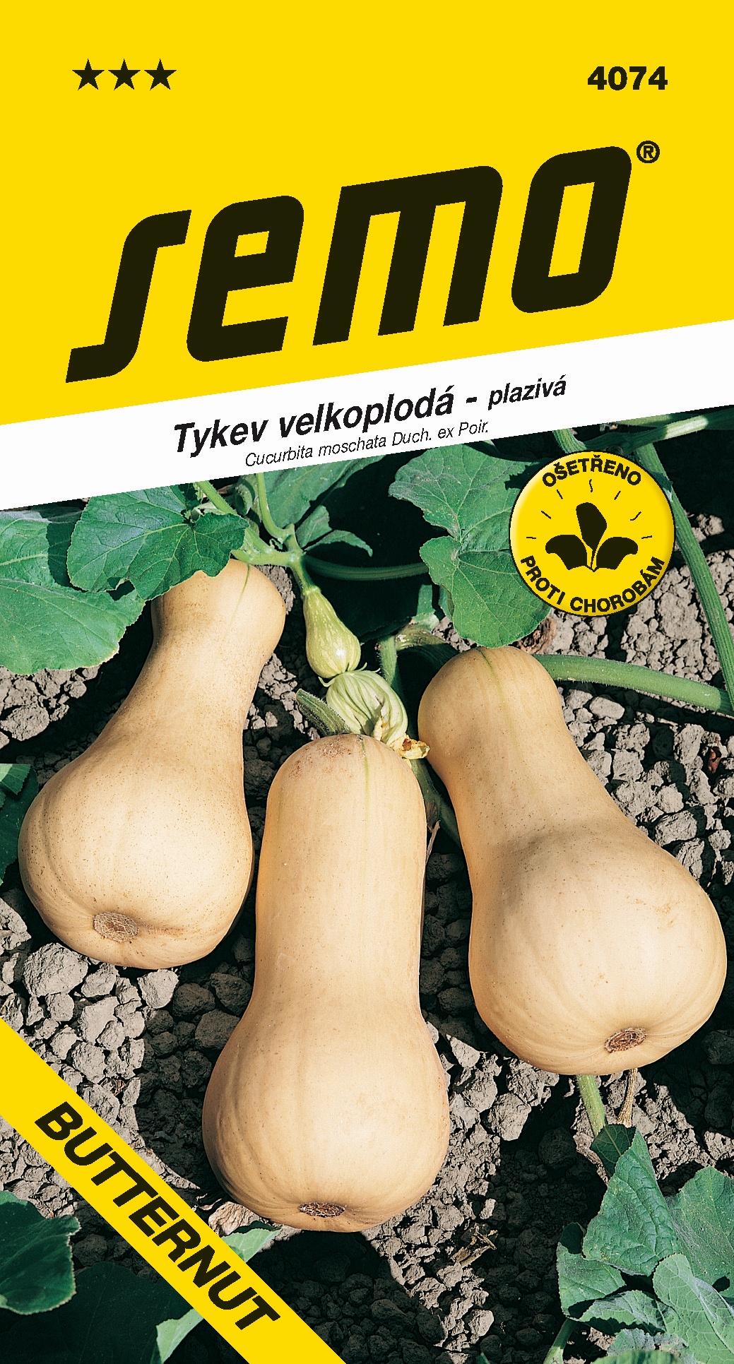 Tekvica BUTTERNUT (LISCIA)