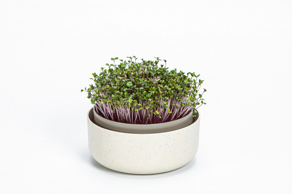 Microgreens - slonová kosť s kávovou usadeninou